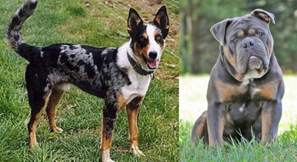 Olde English Bulldogge vs German Coolie - Breed Comparison