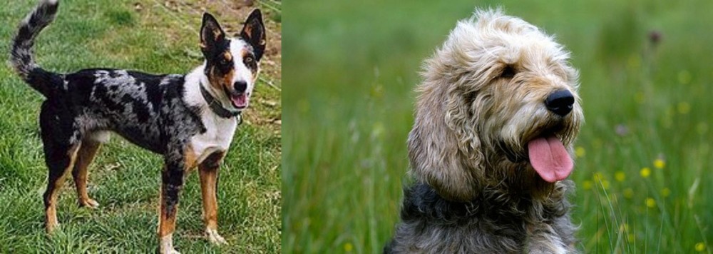 Otterhound vs German Coolie - Breed Comparison
