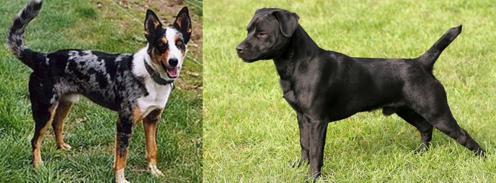 Patterdale Terrier vs German Coolie - Breed Comparison