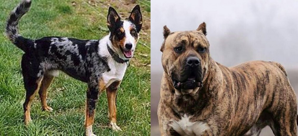 Perro de Presa Canario vs German Coolie - Breed Comparison
