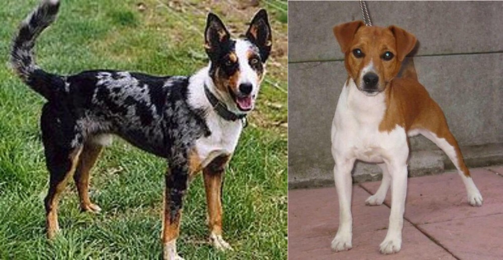 Plummer Terrier vs German Coolie - Breed Comparison