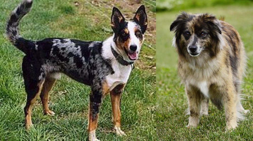 Pyrenean Shepherd vs German Coolie - Breed Comparison