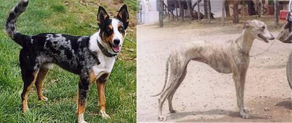 Rampur Greyhound vs German Coolie - Breed Comparison