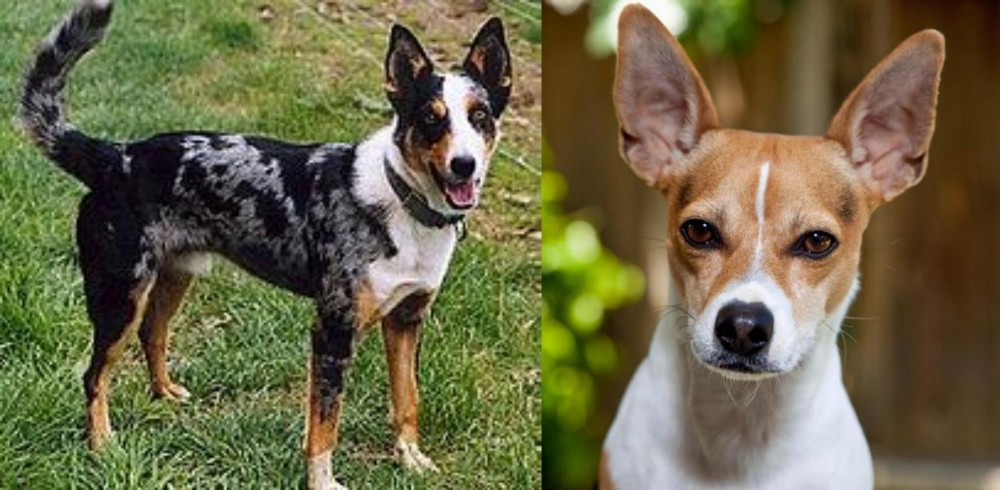 Rat Terrier vs German Coolie - Breed Comparison