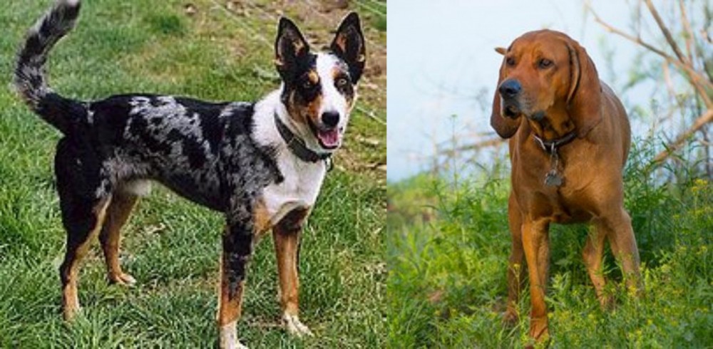 Redbone Coonhound vs German Coolie - Breed Comparison