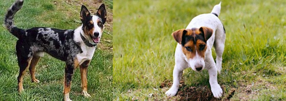 Russell Terrier vs German Coolie - Breed Comparison