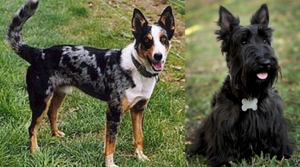 Scoland Terrier vs German Coolie - Breed Comparison