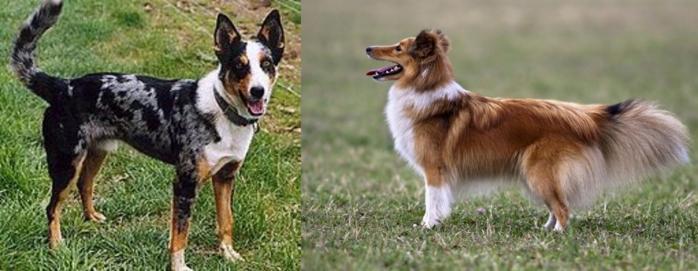 Shetland Sheepdog vs German Coolie - Breed Comparison