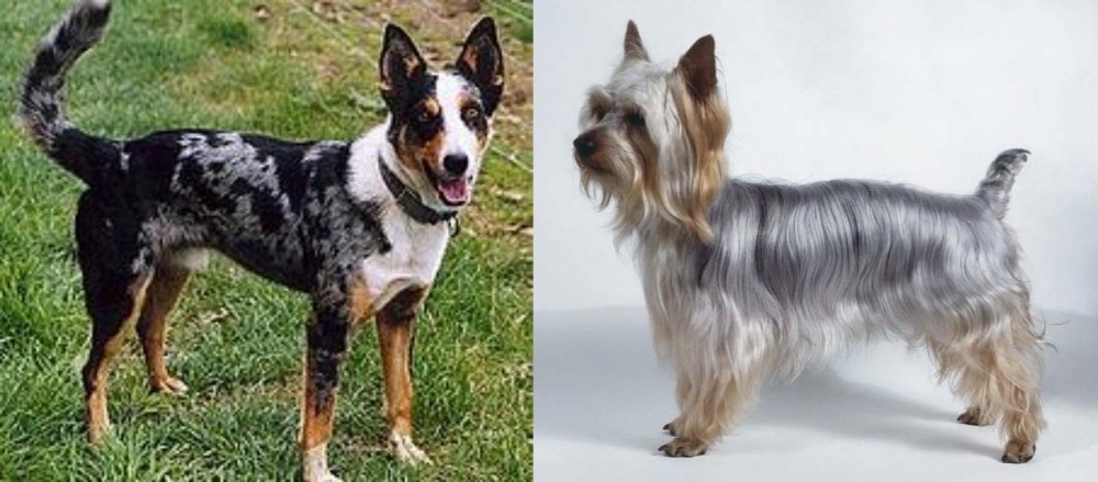 Silky Terrier vs German Coolie - Breed Comparison