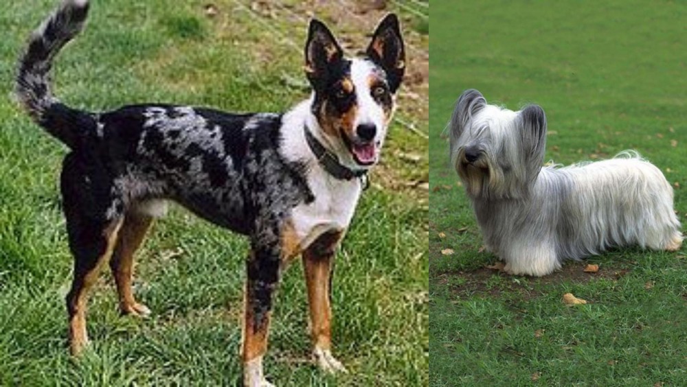 Skye Terrier vs German Coolie - Breed Comparison