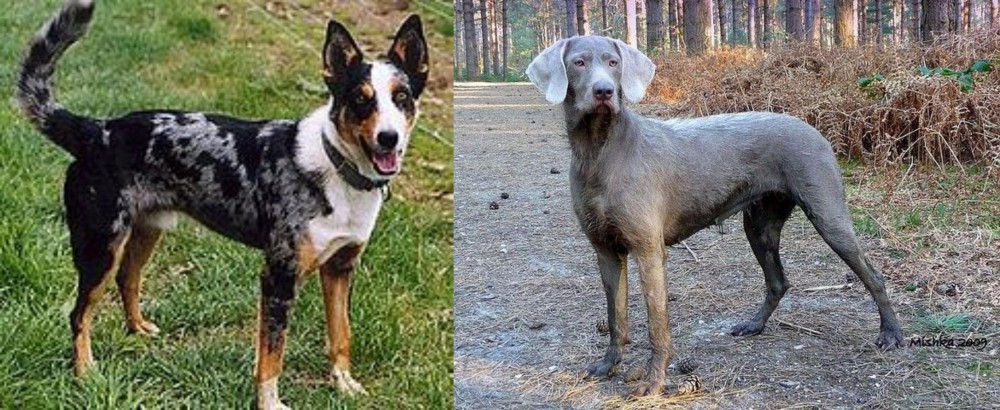 Slovensky Hrubosrsty Stavac vs German Coolie - Breed Comparison