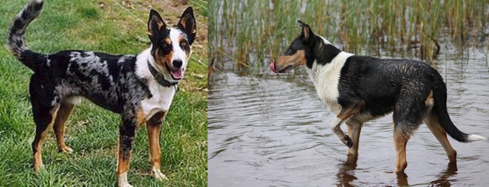 Smooth Collie vs German Coolie - Breed Comparison