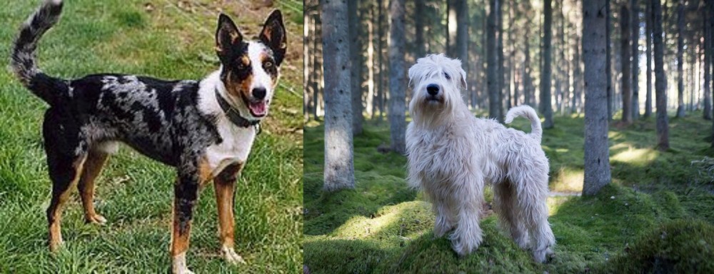 Soft-Coated Wheaten Terrier vs German Coolie - Breed Comparison