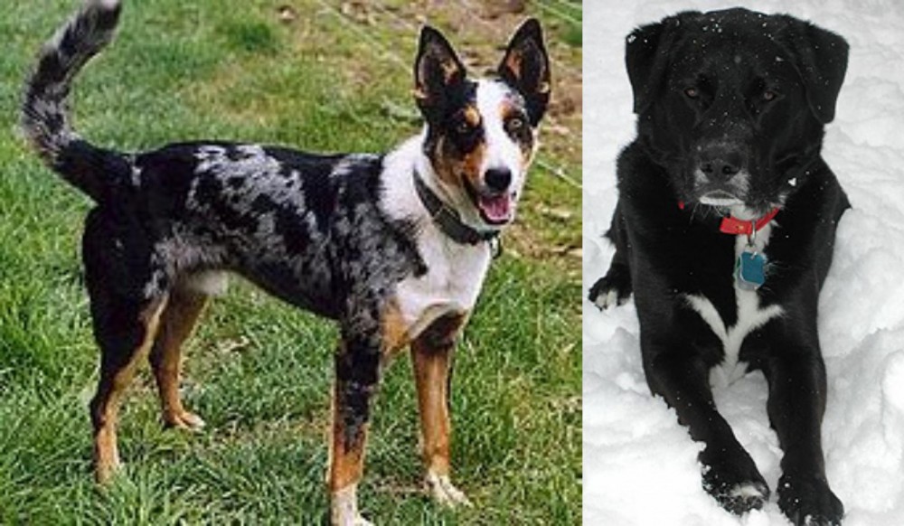 St. John's Water Dog vs German Coolie - Breed Comparison