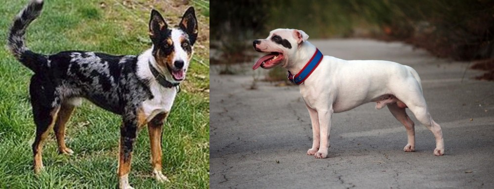 Staffordshire Bull Terrier vs German Coolie - Breed Comparison