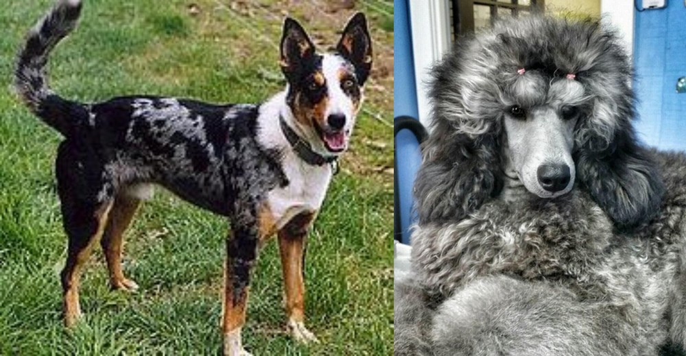 Standard Poodle vs German Coolie - Breed Comparison
