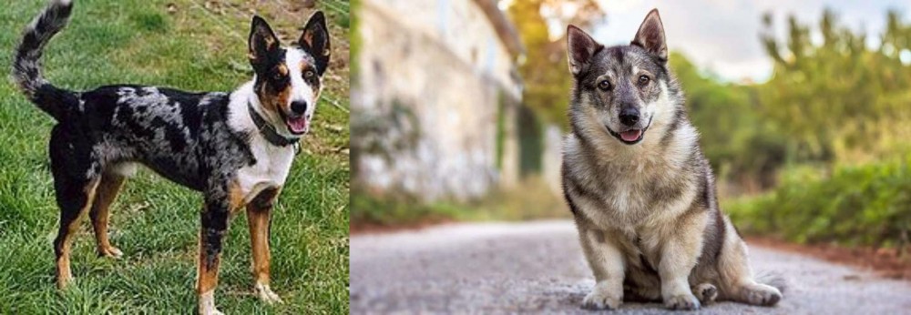 Swedish Vallhund vs German Coolie - Breed Comparison