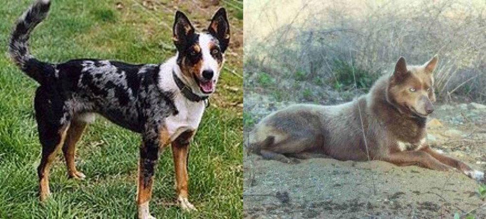 Tahltan Bear Dog vs German Coolie - Breed Comparison