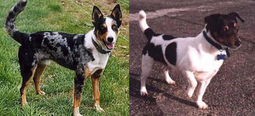 Teddy Roosevelt Terrier vs German Coolie - Breed Comparison