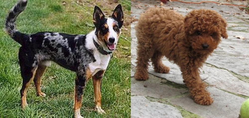 Toy Poodle vs German Coolie - Breed Comparison