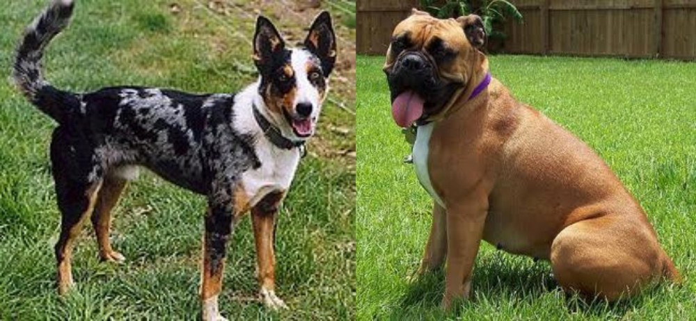 Valley Bulldog vs German Coolie - Breed Comparison