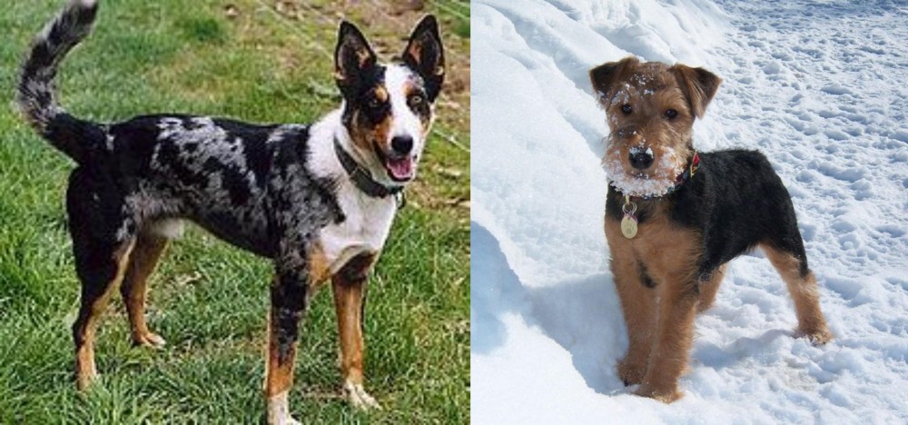 Welsh Terrier vs German Coolie - Breed Comparison
