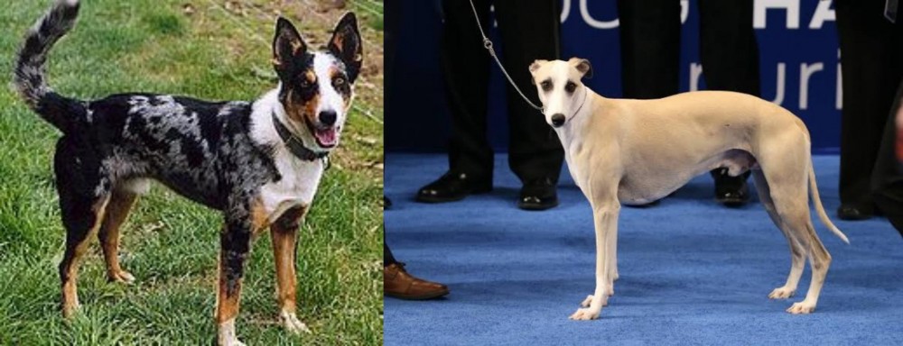 Whippet vs German Coolie - Breed Comparison