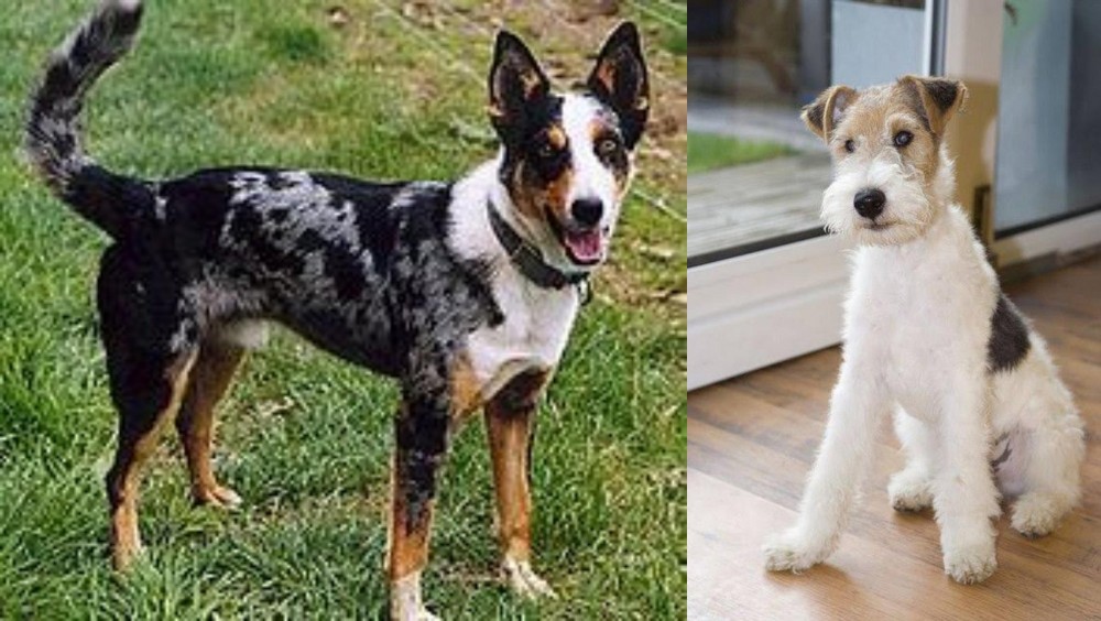 Wire Fox Terrier vs German Coolie - Breed Comparison
