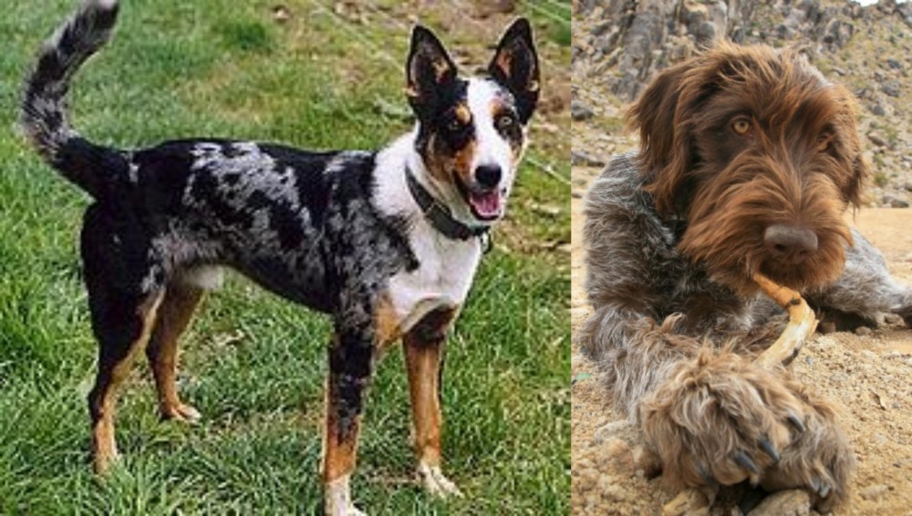 Wirehaired Pointing Griffon vs German Coolie - Breed Comparison
