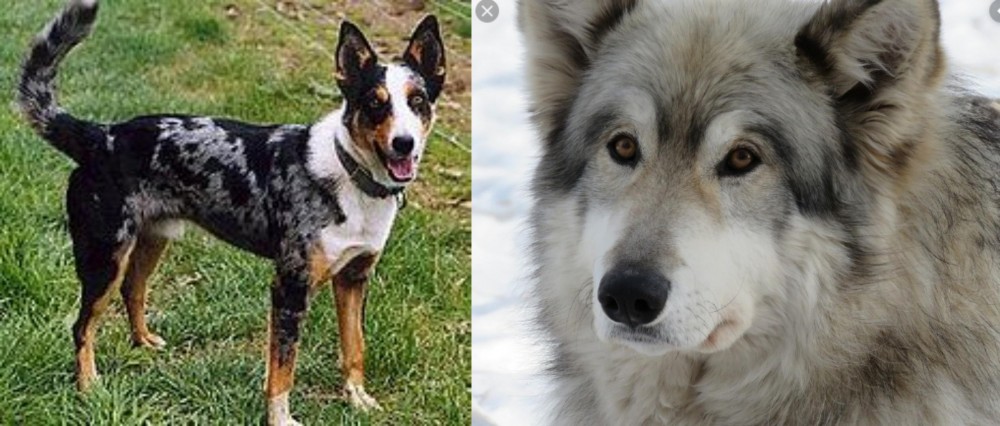 Wolfdog vs German Coolie - Breed Comparison