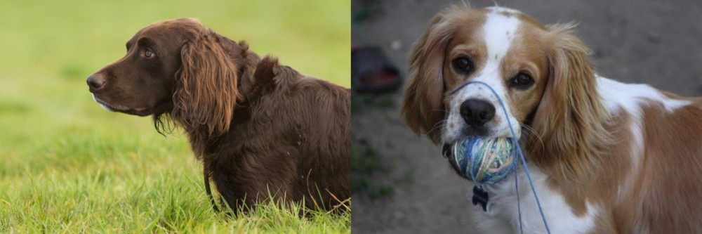 Cockalier vs German Longhaired Pointer - Breed Comparison