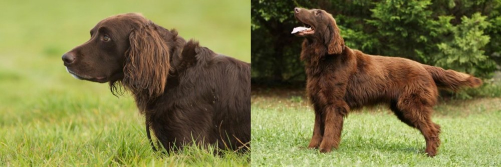 Flat-Coated Retriever vs German Longhaired Pointer - Breed Comparison