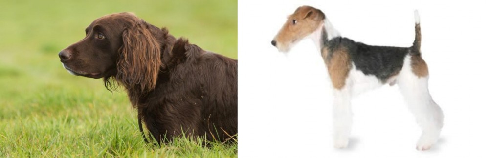 Fox Terrier vs German Longhaired Pointer - Breed Comparison