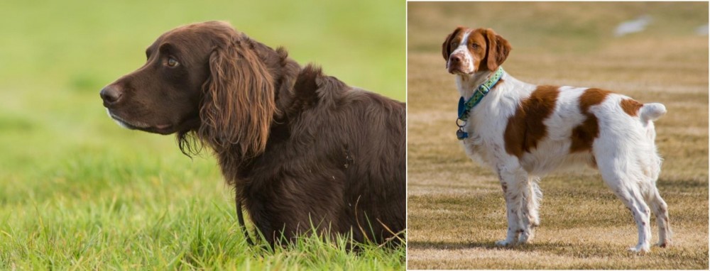 French Brittany vs German Longhaired Pointer - Breed Comparison