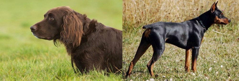 German Pinscher vs German Longhaired Pointer - Breed Comparison
