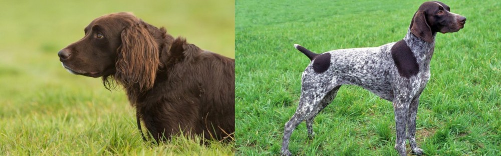 German Shorthaired Pointer vs German Longhaired Pointer - Breed Comparison
