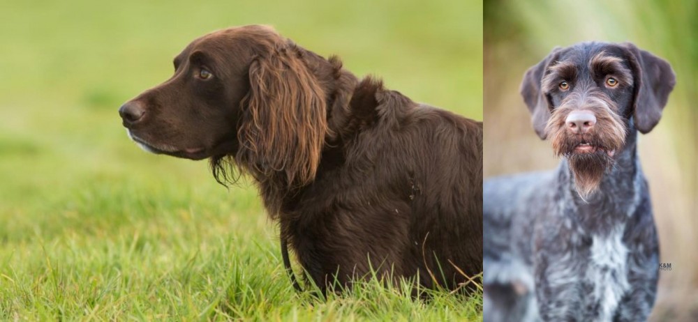 German Wirehaired Pointer vs German Longhaired Pointer - Breed Comparison
