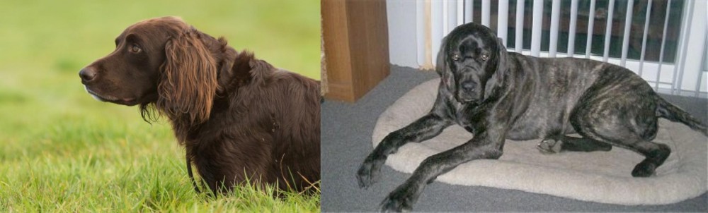 Giant Maso Mastiff vs German Longhaired Pointer - Breed Comparison
