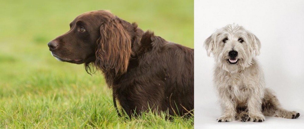 Glen of Imaal Terrier vs German Longhaired Pointer - Breed Comparison