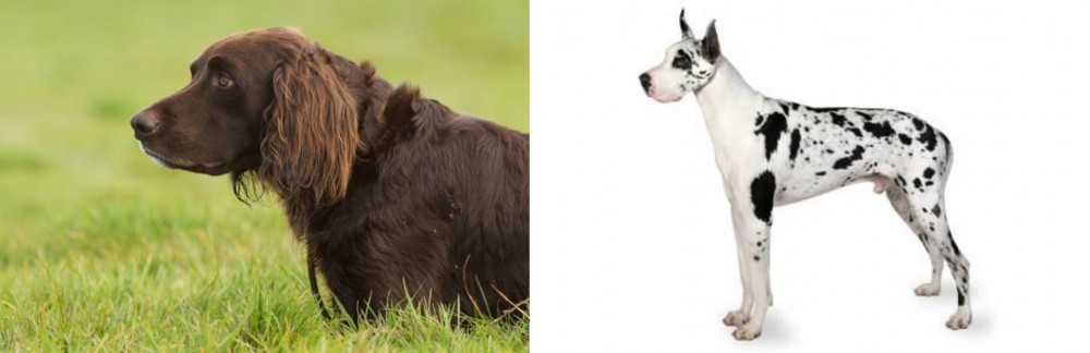 Great Dane vs German Longhaired Pointer - Breed Comparison