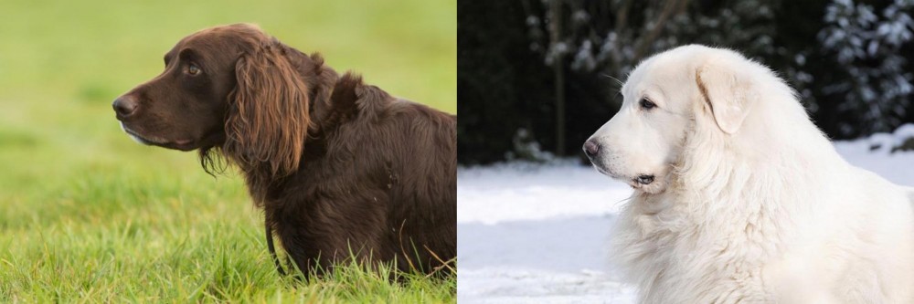 Great Pyrenees vs German Longhaired Pointer - Breed Comparison