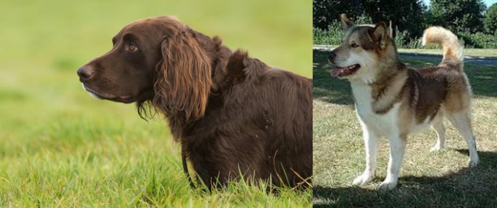Greenland Dog vs German Longhaired Pointer - Breed Comparison