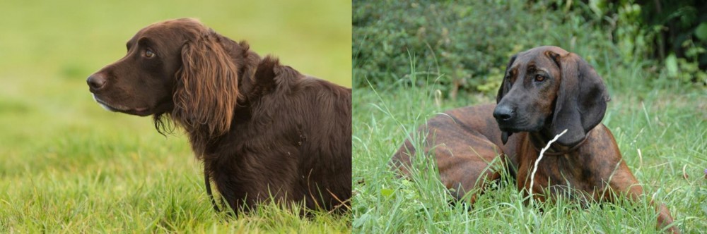 Hanover Hound vs German Longhaired Pointer - Breed Comparison