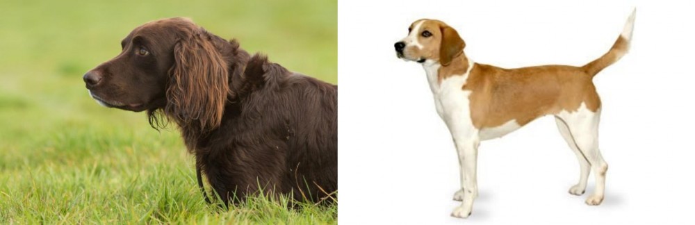 Harrier vs German Longhaired Pointer - Breed Comparison