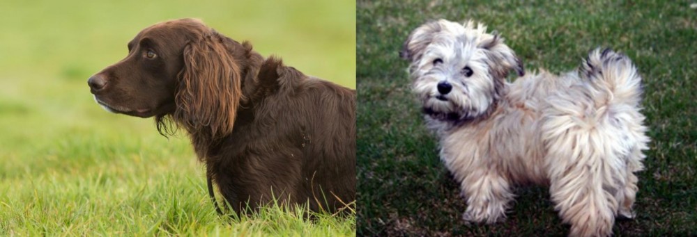 Havapoo vs German Longhaired Pointer - Breed Comparison