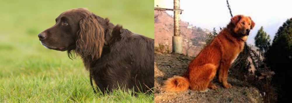 Himalayan Sheepdog vs German Longhaired Pointer - Breed Comparison