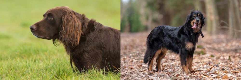 Hovawart vs German Longhaired Pointer - Breed Comparison