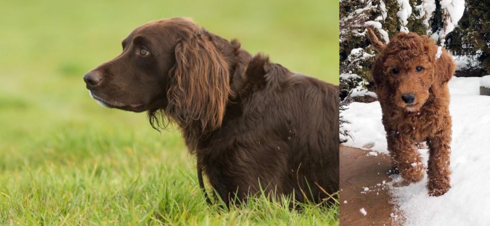 Irish Doodles vs German Longhaired Pointer - Breed Comparison