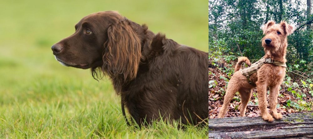 Irish Terrier vs German Longhaired Pointer - Breed Comparison