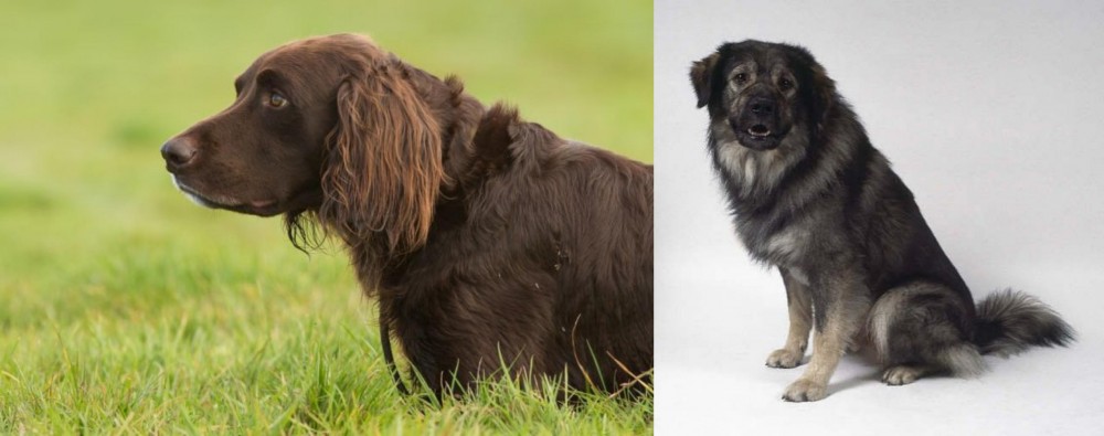 Istrian Sheepdog vs German Longhaired Pointer - Breed Comparison